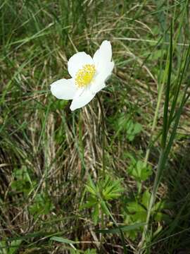 Image of Snowdrop Anemone