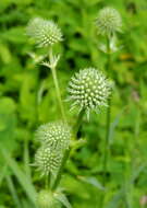 Eryngium yuccifolium Michx. resmi