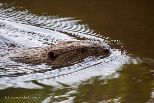 Image of European beaver