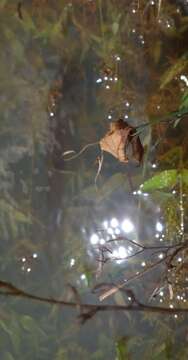 Image of Wetzone butter catfish