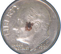 Image of Deer tick