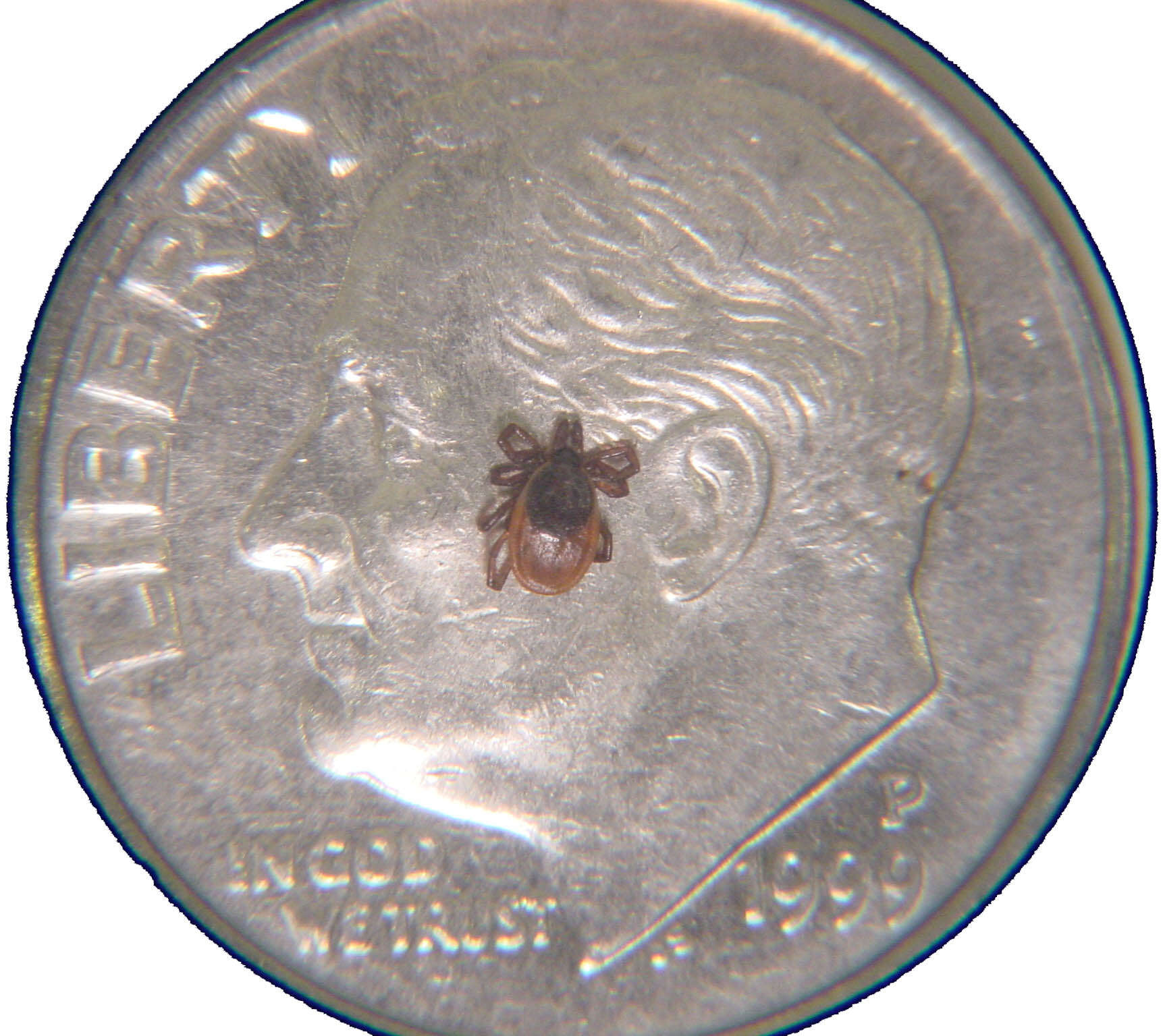 Image of Deer tick