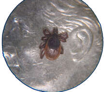 Image of Deer tick