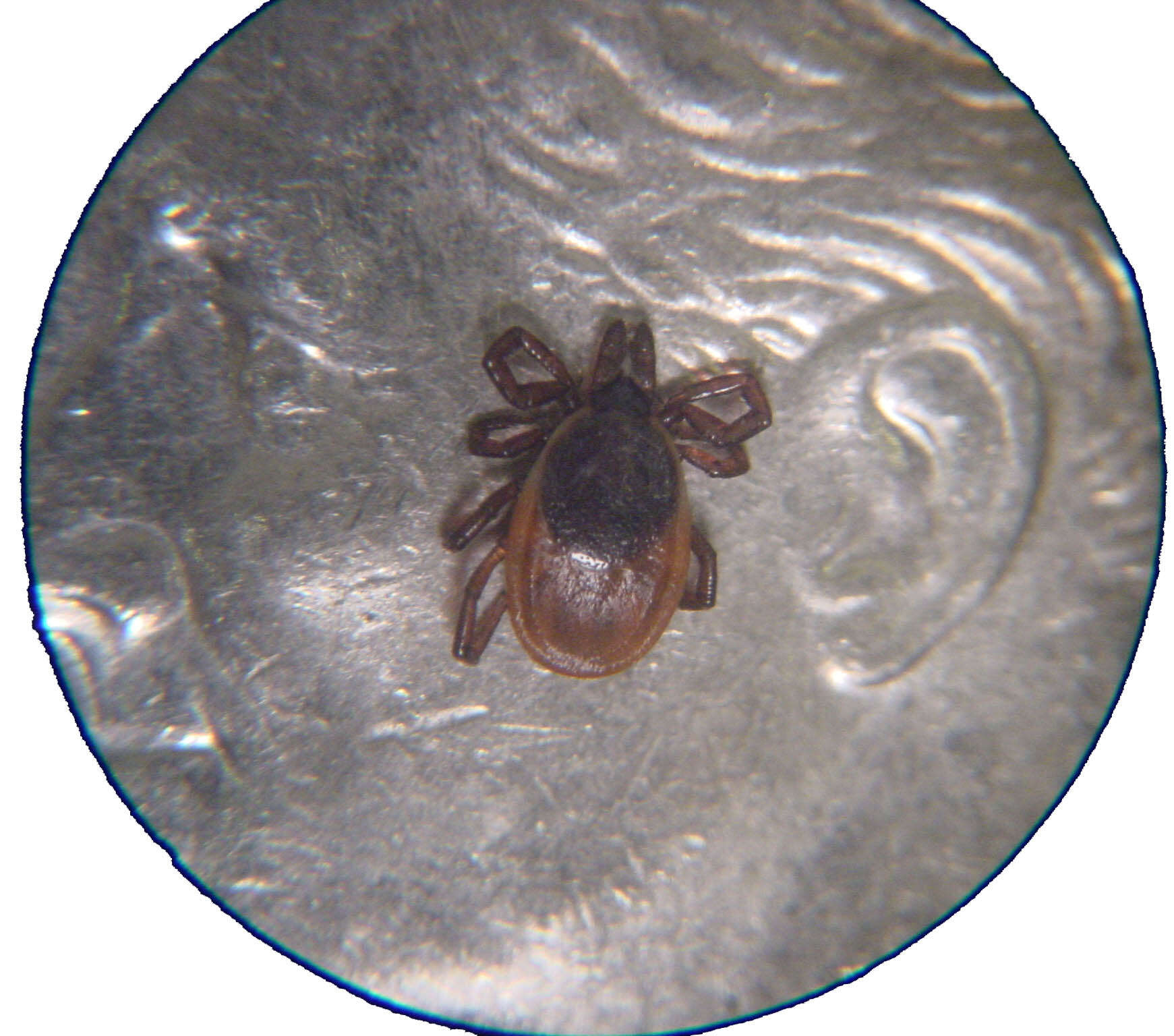 Image of Deer tick