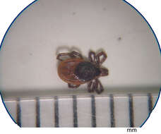 Image of Deer tick