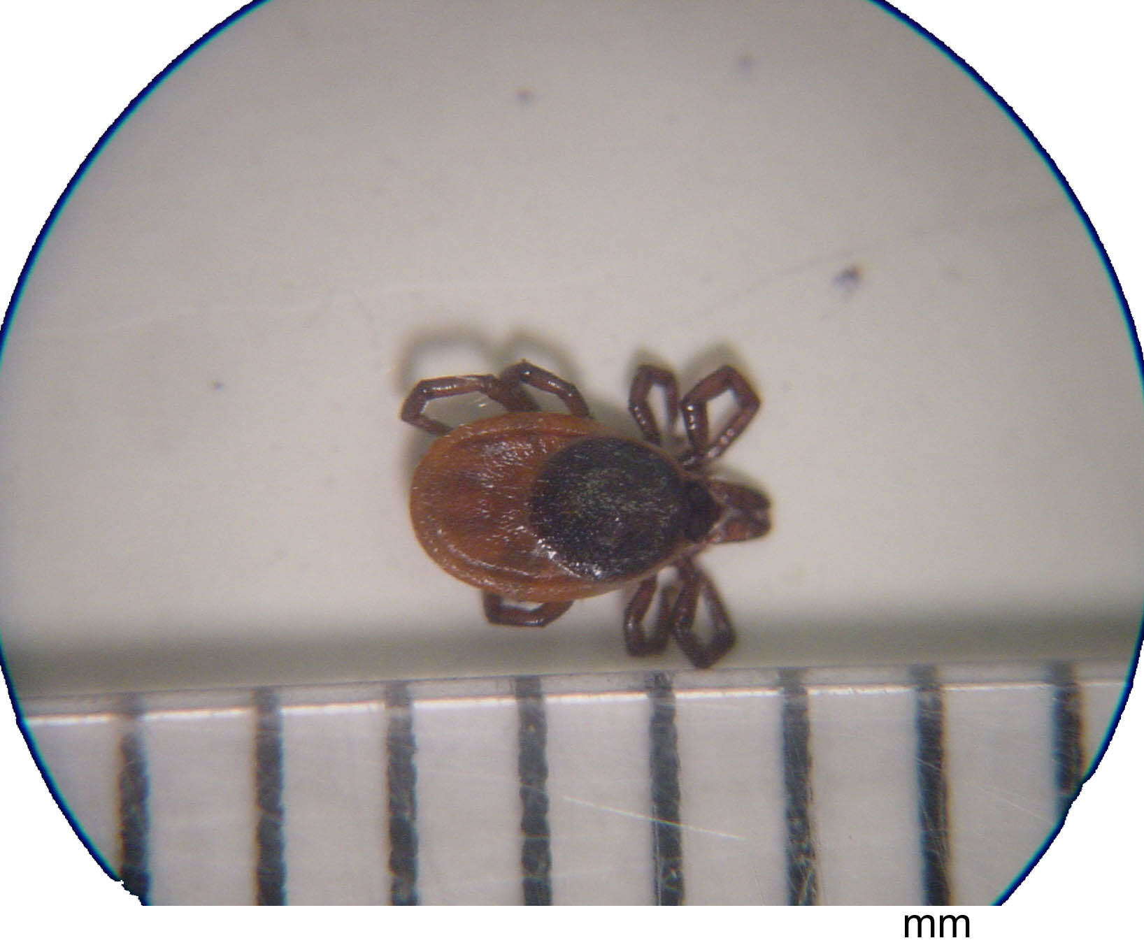 Image of Deer tick