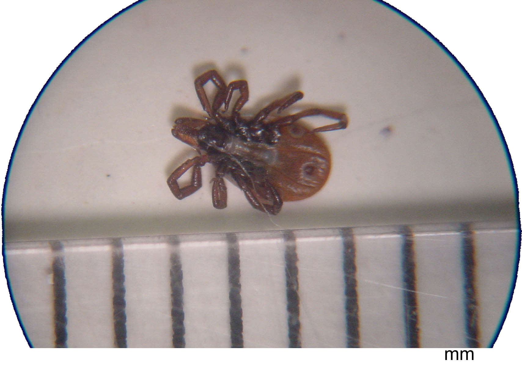 Image of Deer tick