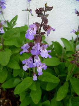 Imagem de Salvia officinalis L.