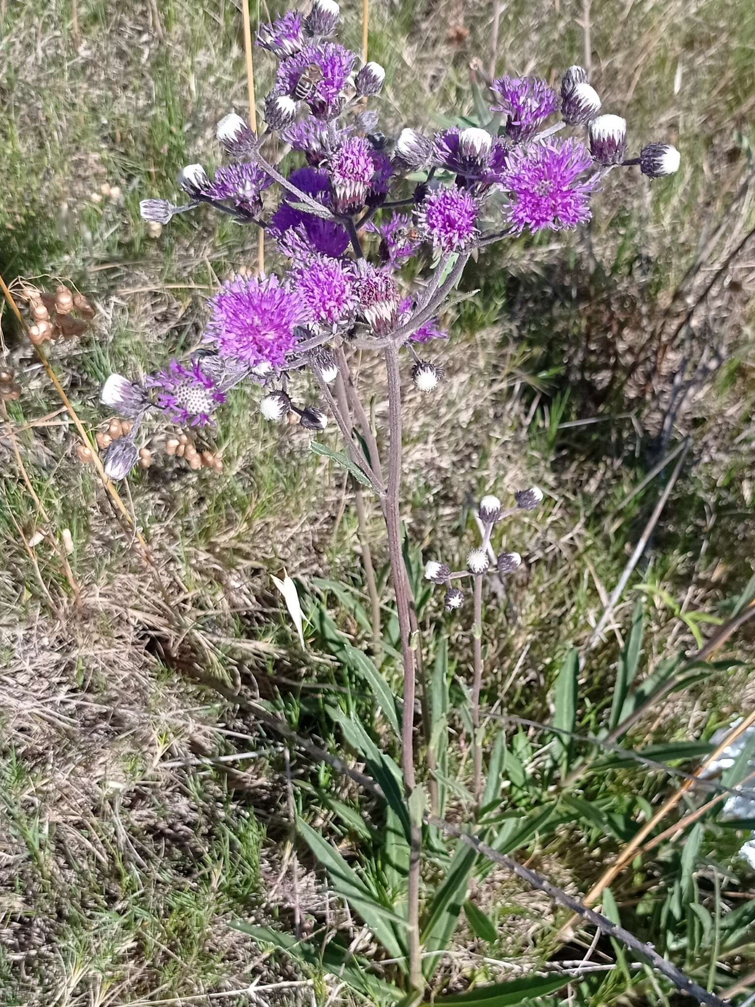 Слика од Chrysolaena flexuosa (Sims) H. Rob.