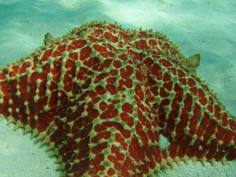 Image of Red cushion sea star