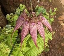 Imagem de Bulbophyllum rothschildianum (O'Brien) J. J. Sm.