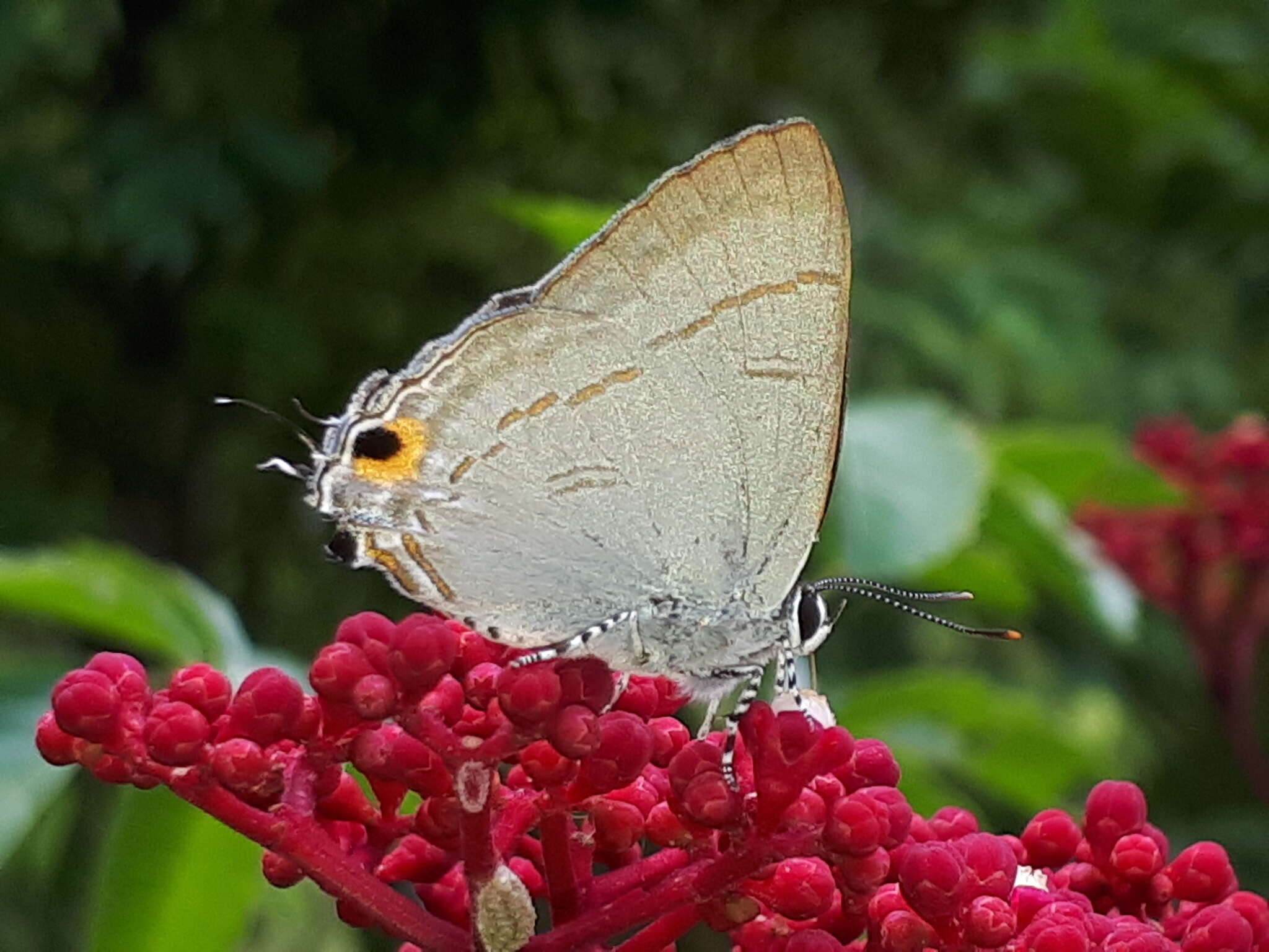 Image of Hypolycaena erylus teatus Fruhstorfer 1912