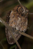 Image of Moluccan Scops Owl