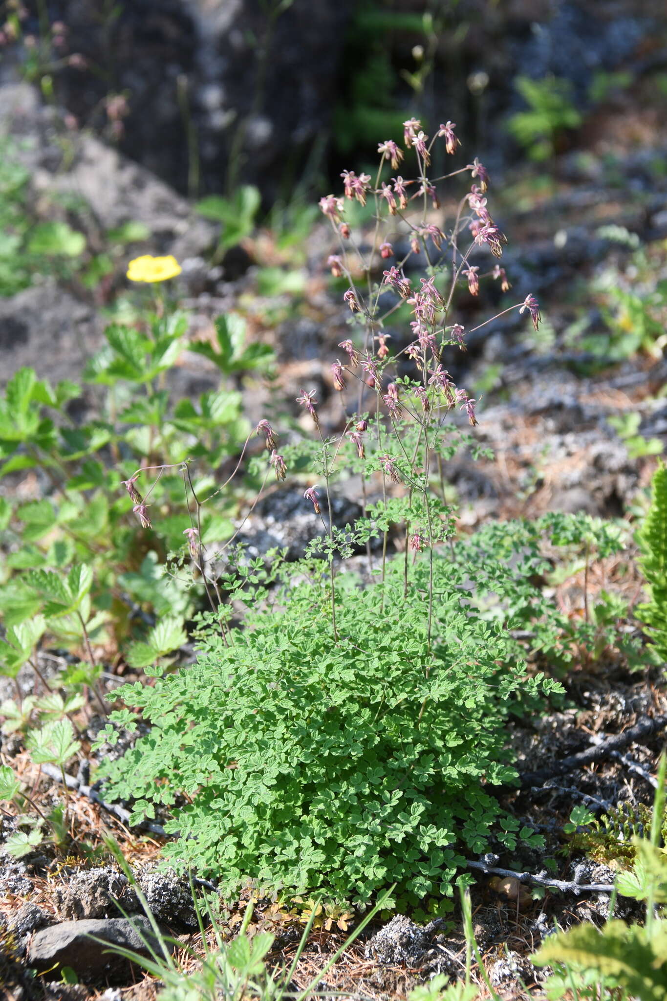 Image de Thalictrum foetidum L.