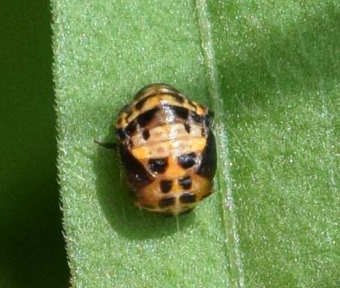 Image of Spotless Lady Beetles