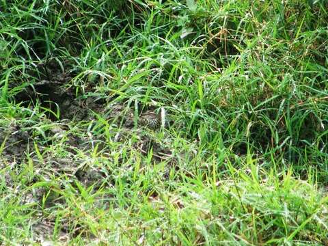 Image of waterthrush