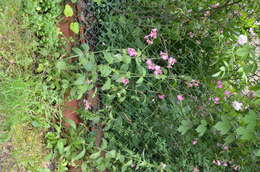 Image of red catchfly