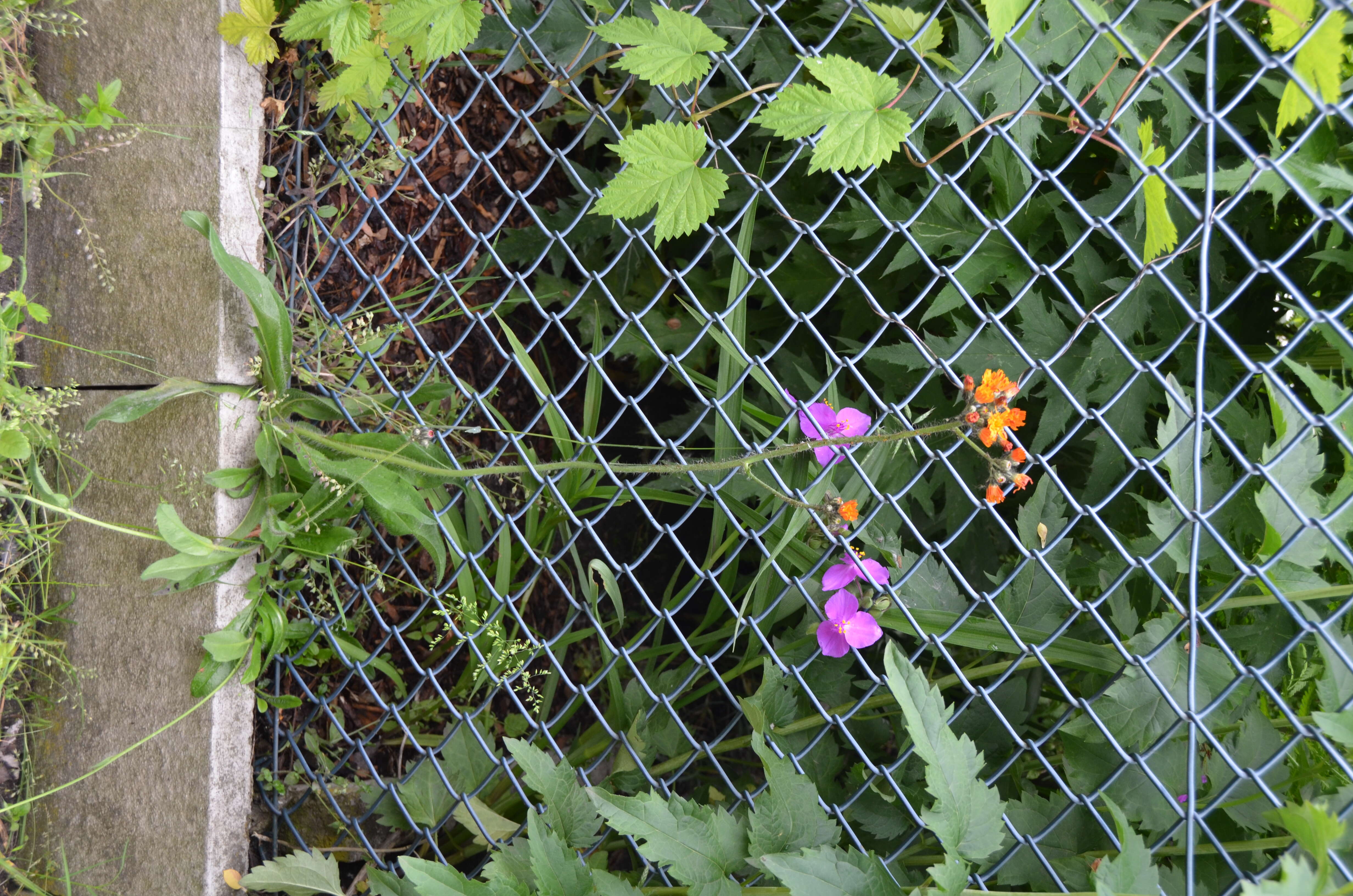 Imagem de Pilosella aurantiaca (L.) Sch. Bip., F. W. Schultz & Sch. Bip.