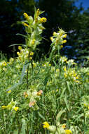 صورة Rhinanthus angustifolius C. C. Gmelin