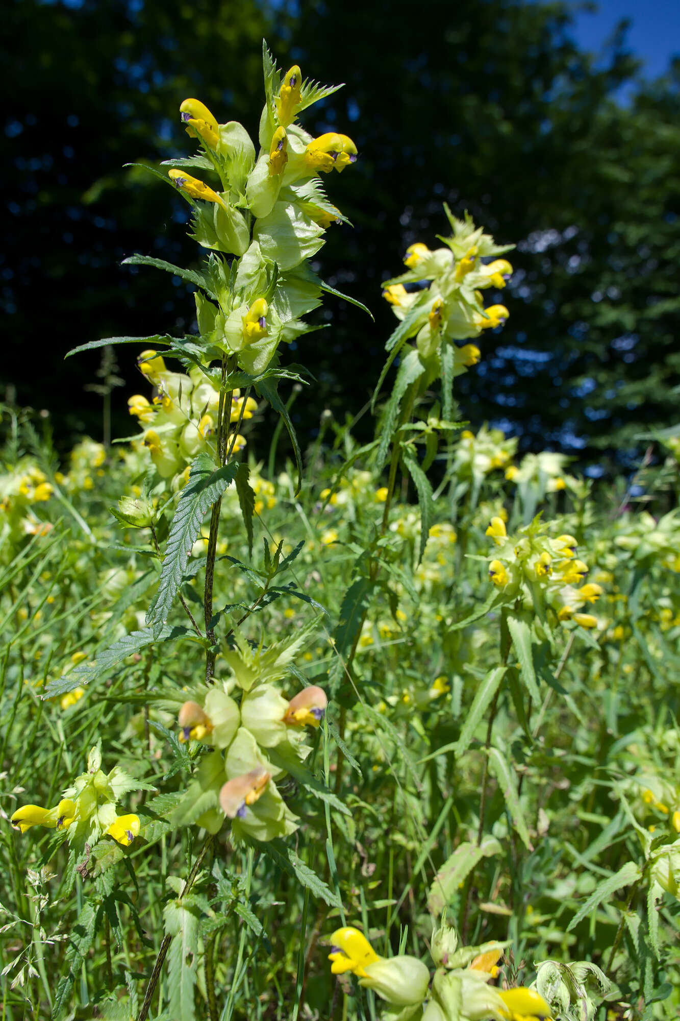 Rhinanthus angustifolius C. C. Gmelin resmi