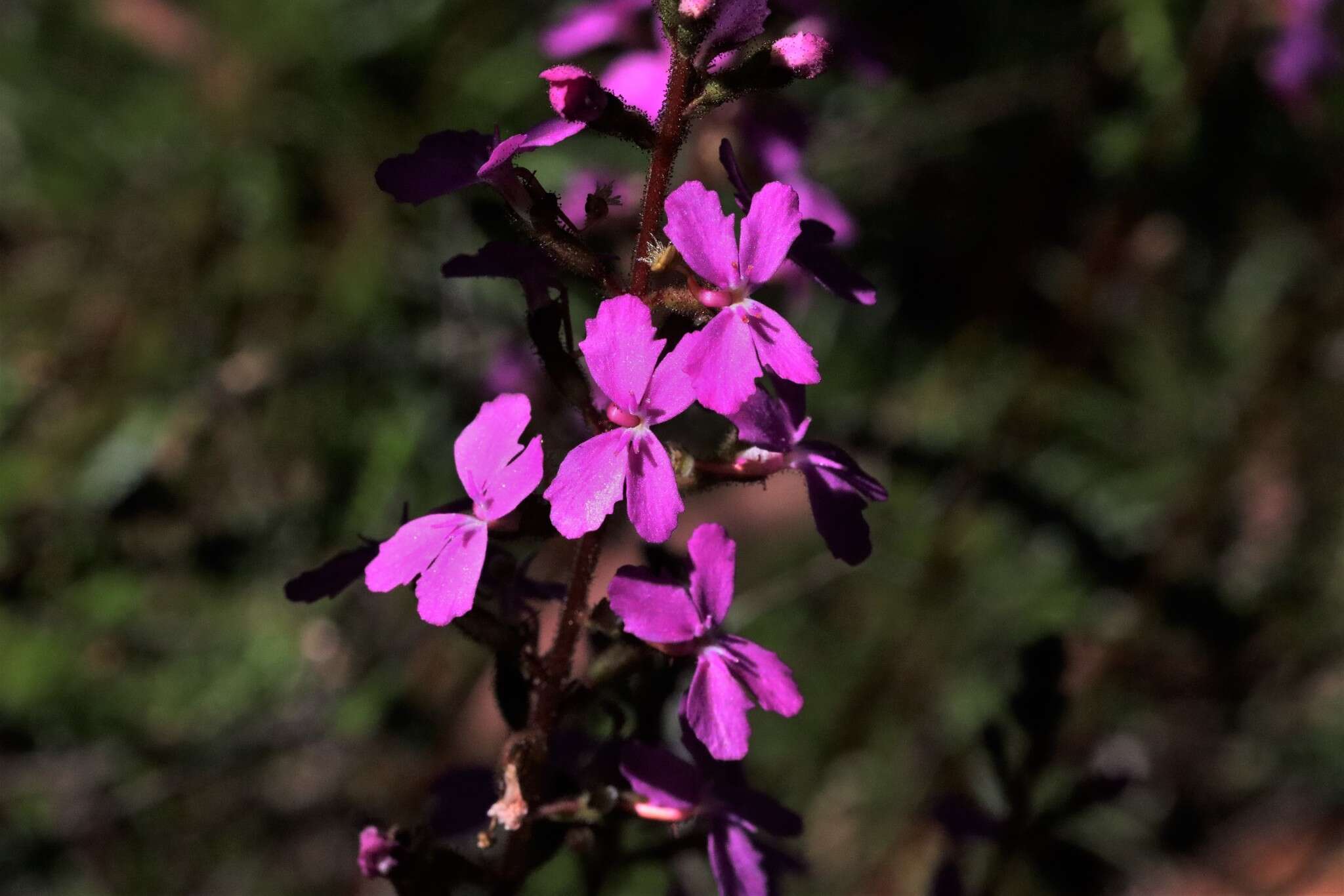 Image de Stylidium productum M. M. Hindmarsh & D. F. Blaxell