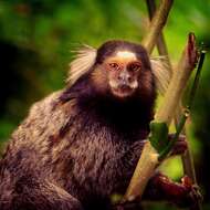 Image of Common Marmoset