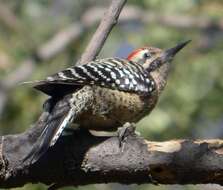 Image of Ladder-backed Woodpecker