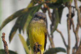 Image of Tropical Kingbird