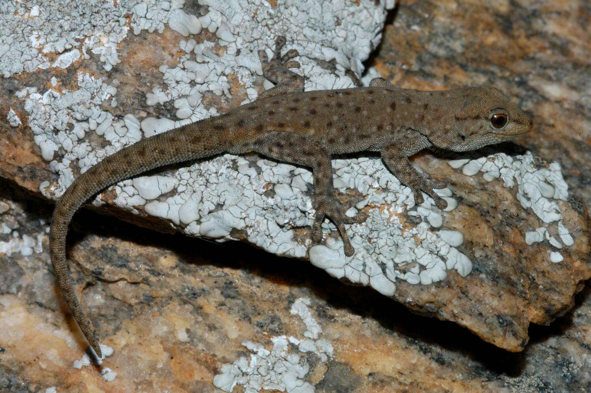 Image of Namaqua Day Gecko