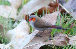 Image of Orange-cheeked Waxbill