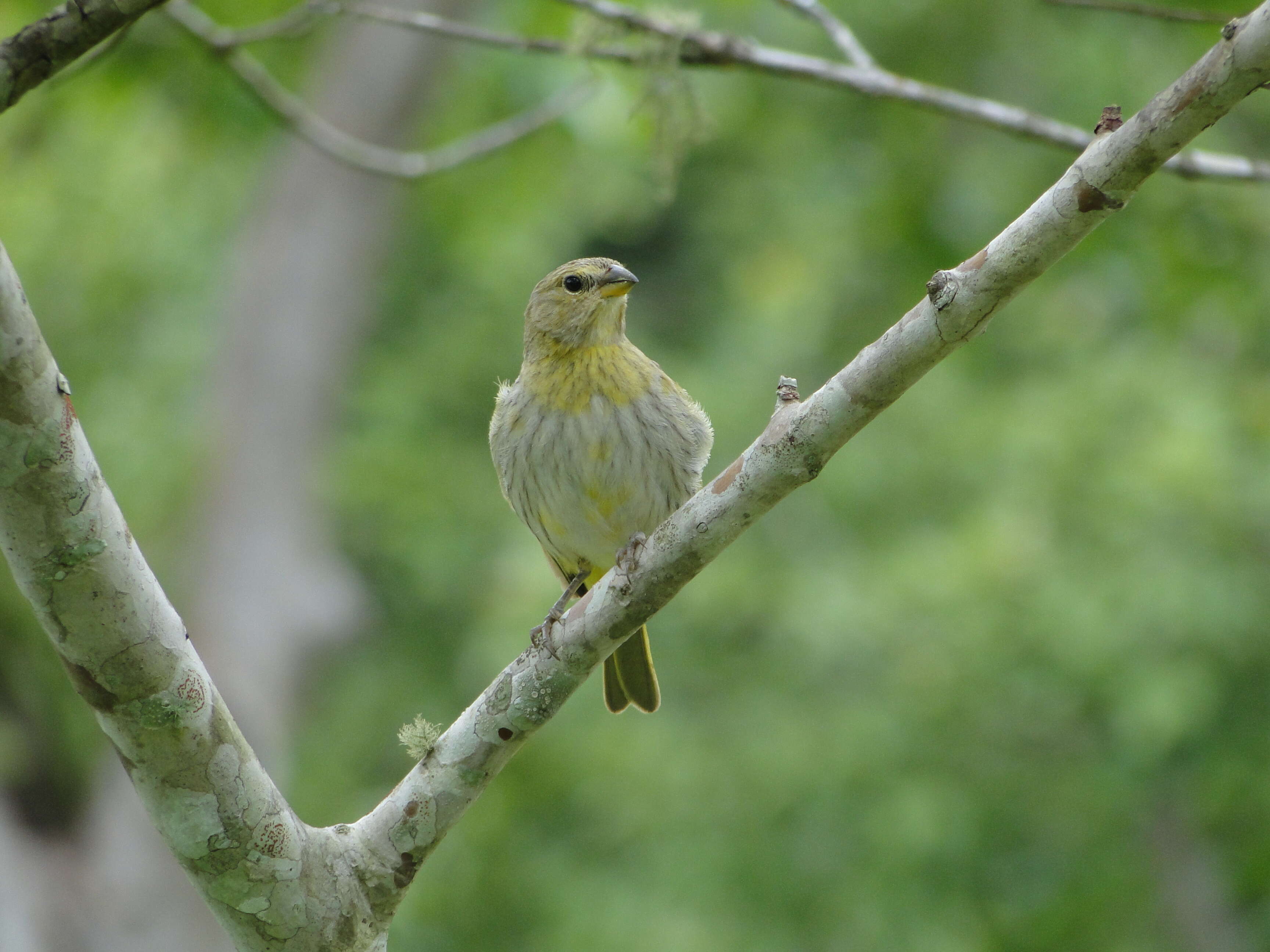 Image of Saffron Finch