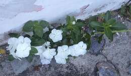 Image of Madagascar periwinkle