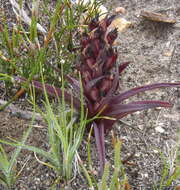 Image of Disa linderiana Bytebier & E. G. H. Oliv.