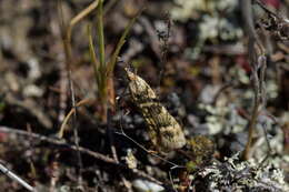 Sivun Eudonia gyrotoma Meyrick 1909 kuva