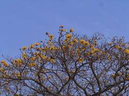 صورة Handroanthus chrysanthus (Jacq.) S. O. Grose