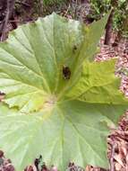 Image of Begonia goudotii A. DC.