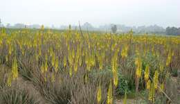 Image of Aloe vera