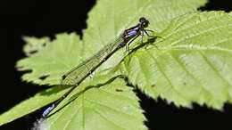 Image of Antiagrion antigone Ris 1928