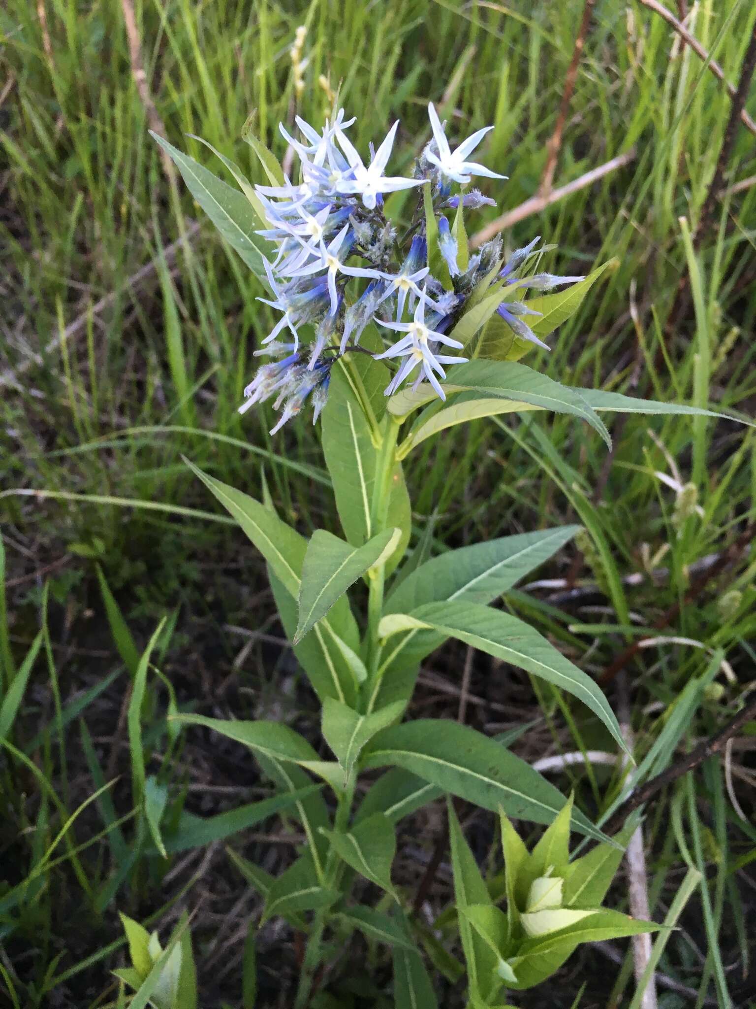 Image de Amsonia tabernaemontana var. salicifolia (Pursh) Woodson