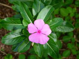 Image of Madagascar periwinkle