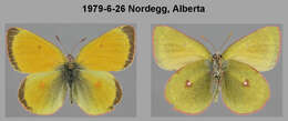 Imagem de Colias canadensis Ferris 1982