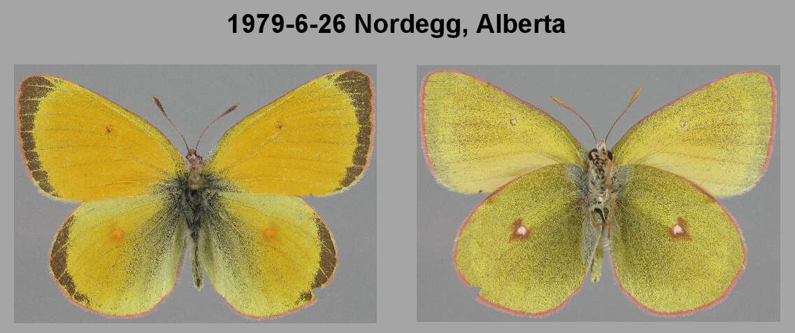 Imagem de Colias canadensis Ferris 1982