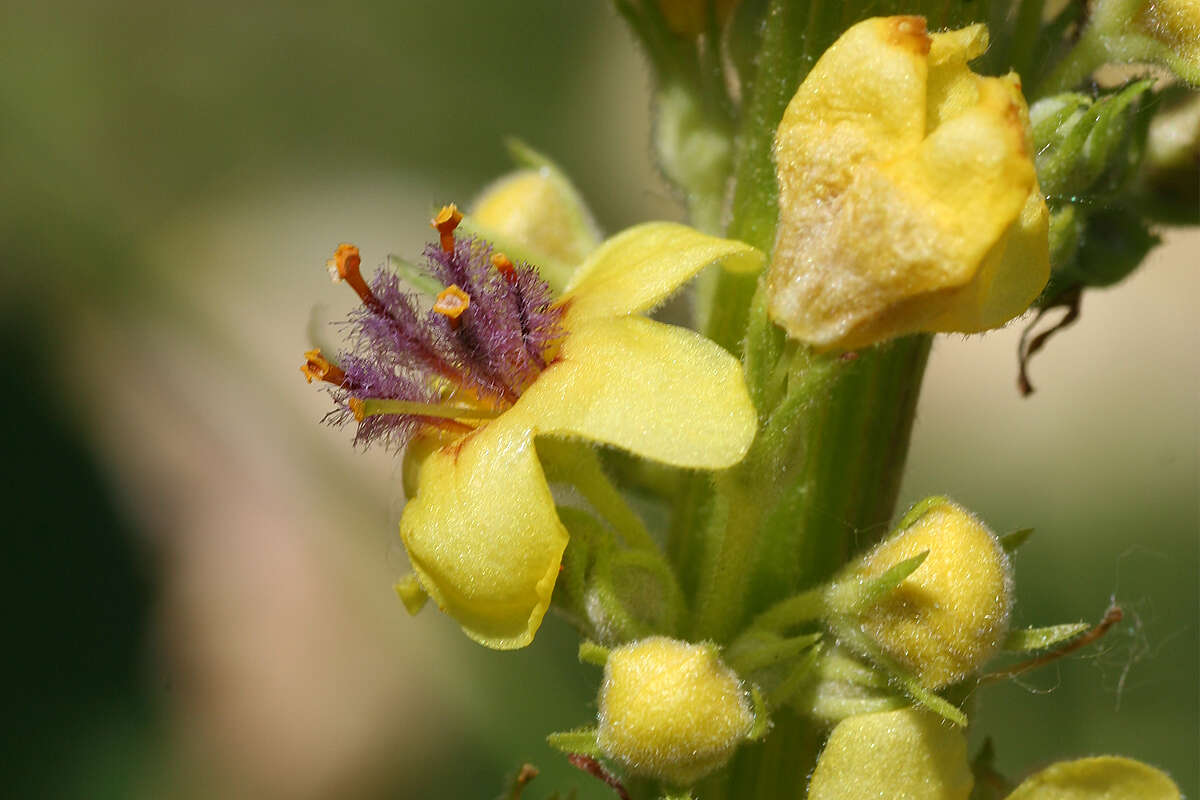 Verbascum nigrum L. resmi