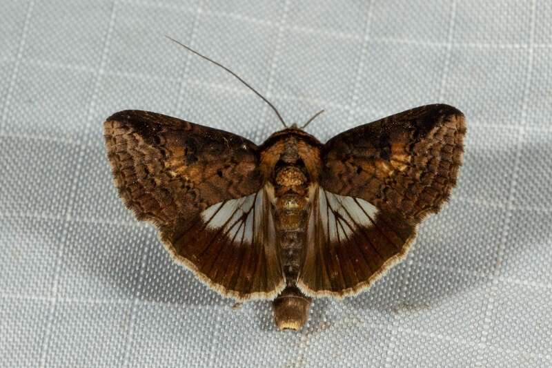 صورة Lophoptera abbreviata Walker 1865