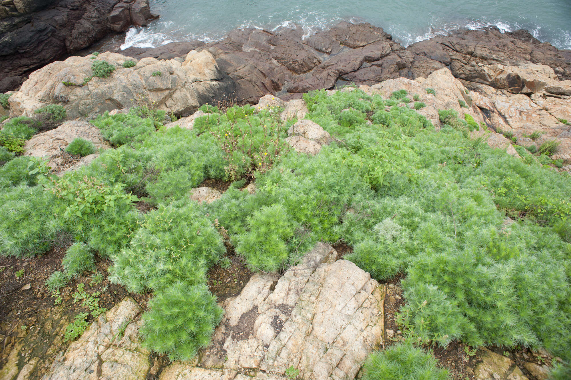 Image of Artemisia capillaris Thunb.