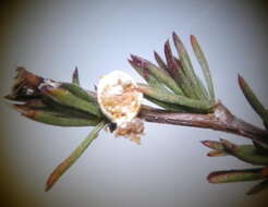 Image of Cliffortia juniperina L. fil.