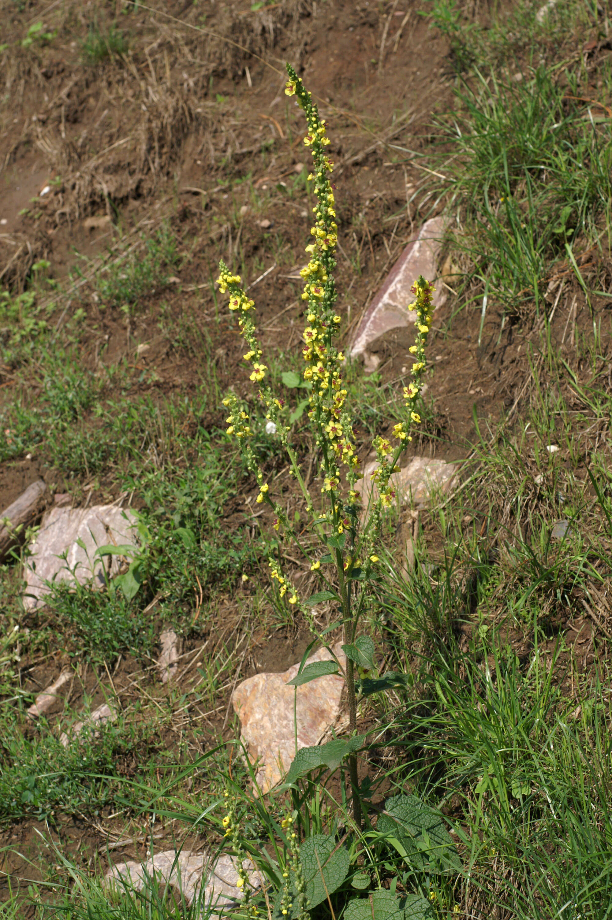 Verbascum nigrum L. resmi