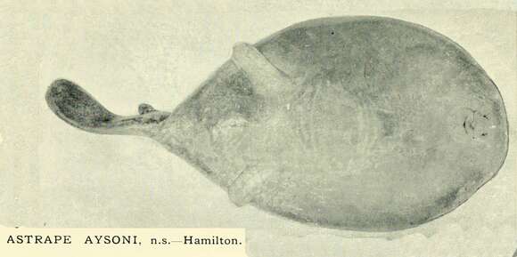 Image of Blind Electric Ray
