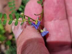 Image of Swainsona brachycarpa Benth.