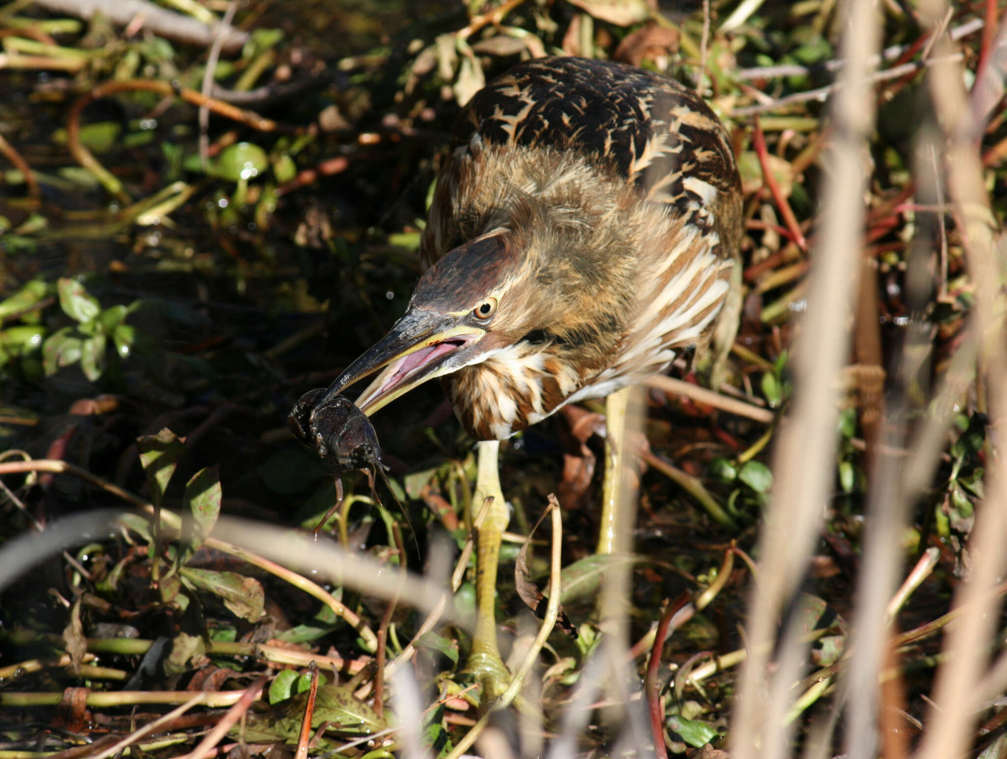 Image of American Bittern